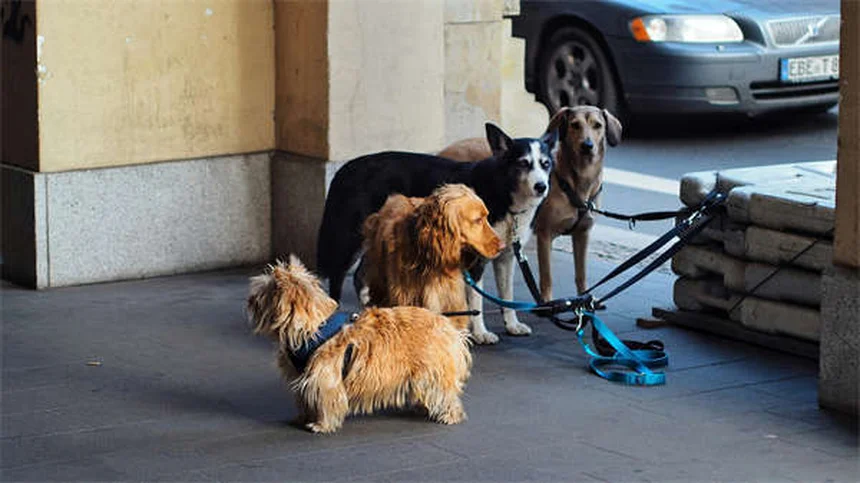 犬の下痢にロペラミドは危険？知っておくべき副作用と正しい使い方