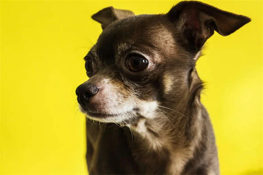 犬の下痢にロペラミドは危険？知っておくべき副作用と正しい使い方