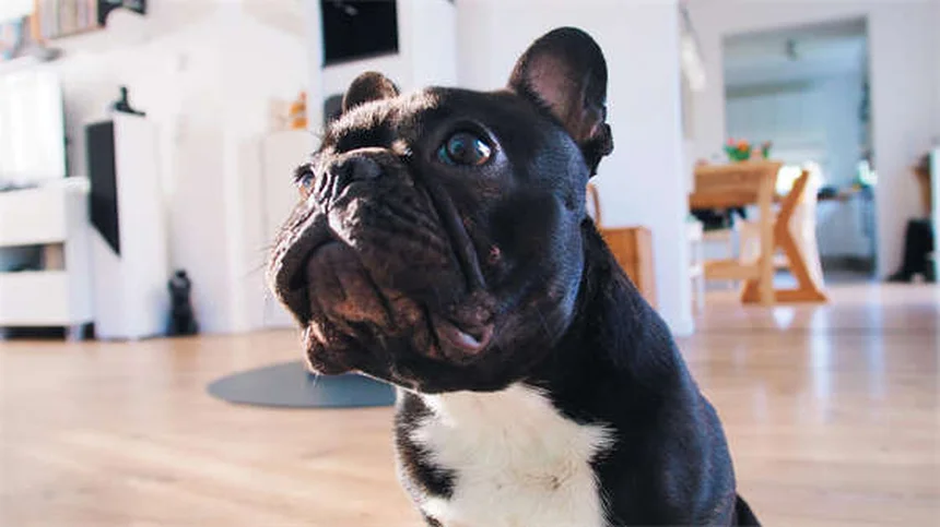 犬の下痢にロペラミドは危険？知っておくべき副作用と正しい使い方