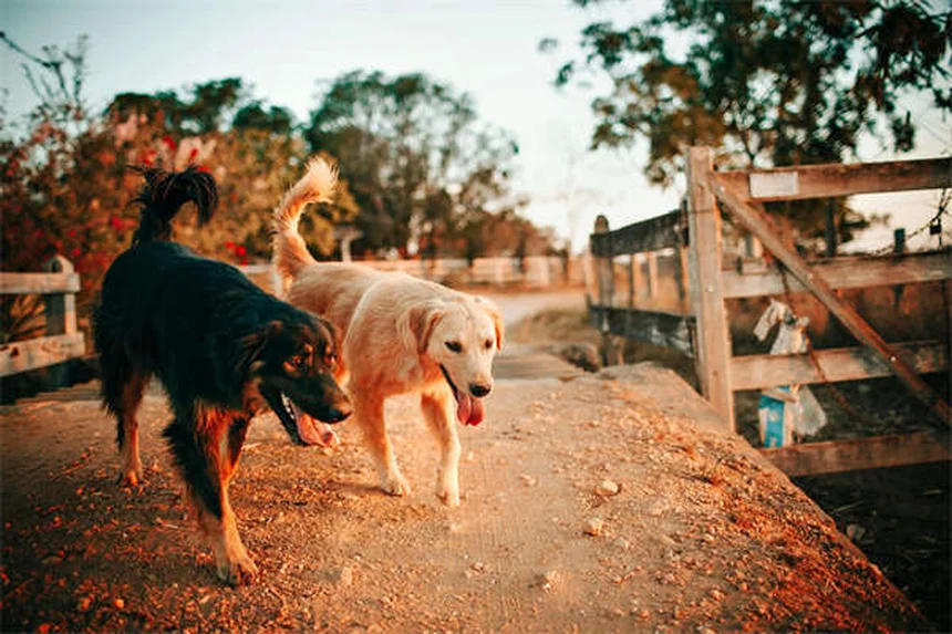 犬の喘鳴の原因と症状を獣医師が解説！チェックリストと対処法