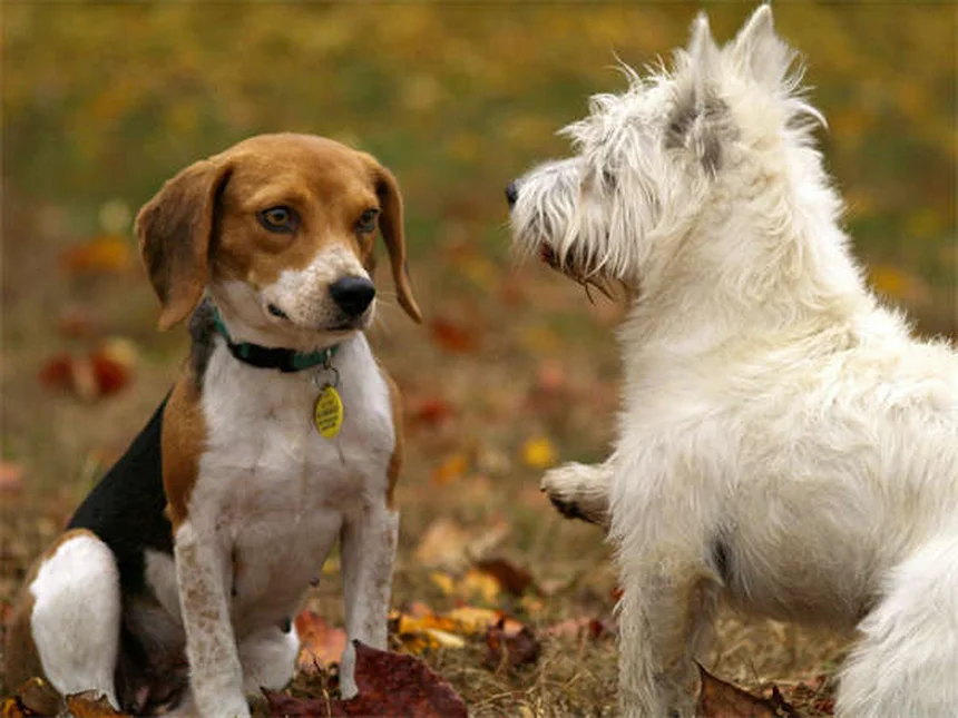 犬の肺高血圧症の症状と原因を徹底解説！早期発見が愛犬を救う