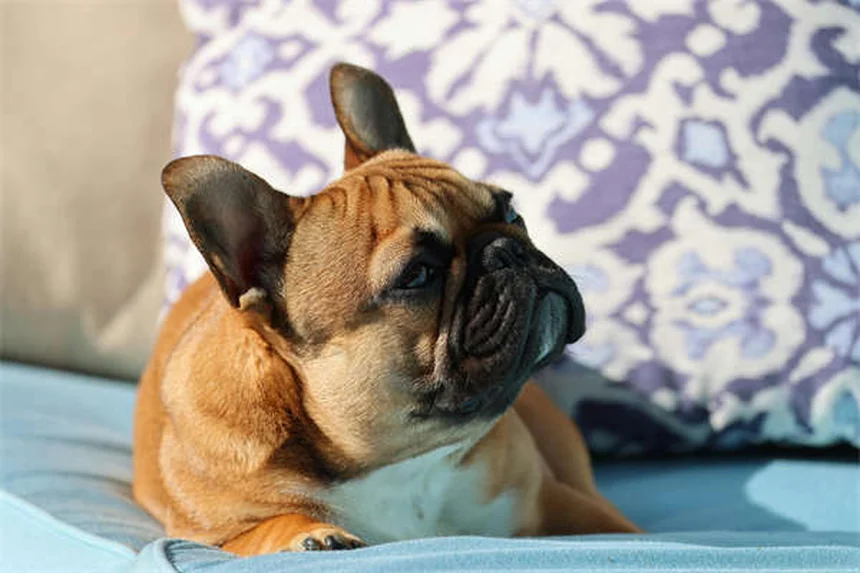 犬の皮膚タグ：ほとんど無害だけど要注意！見分け方と予防法のコツ