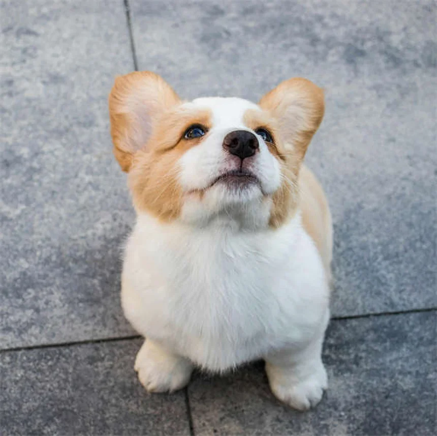 犬が後を追う理由と対策｜つきすぎる時の危険サイン