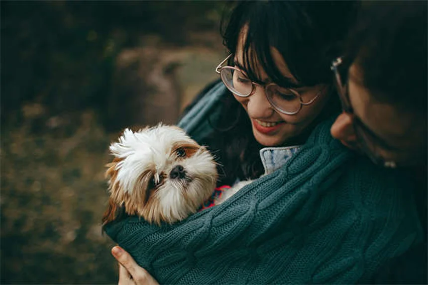 犬のバベシア症の症状と予防法を徹底解説！あなたの犬を守るために