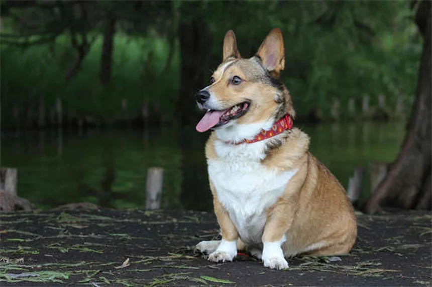 犬を落ち着かせる音楽とは？研究が証明した効果とおすすめジャンル