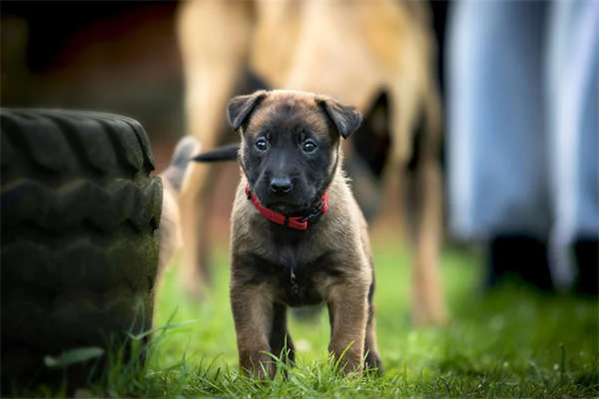 子犬のノミダニ予防は6〜8週齢から！正しい始め方と注意点