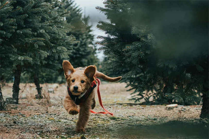 引退した貴賓犬リッキーが今明かす感動の理由
