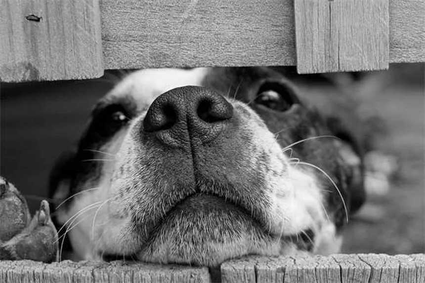 犬の散歩頻度は個体差が大事！正しい決め方とコツ