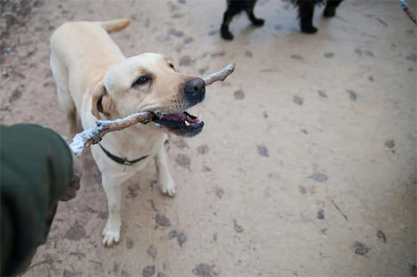 犬がなぜ糞に転がる？理由と簡単な対策