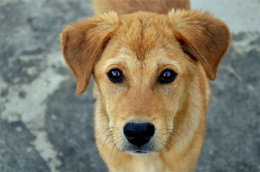 犬がなぜ糞に転がる？理由と簡単な対策