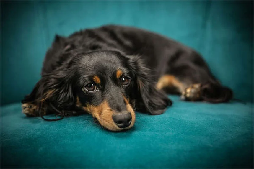 犬が蜂に刺された！症状と対処法を獣医師監修で解説