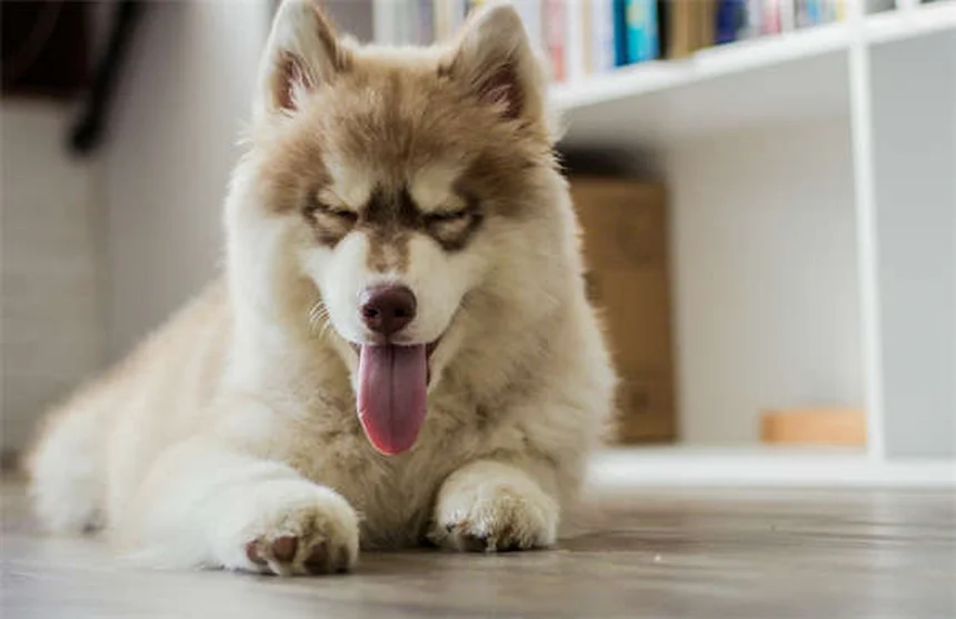 うさぎの鼻炎、慢性化する前に知っておきたい5つのポイント