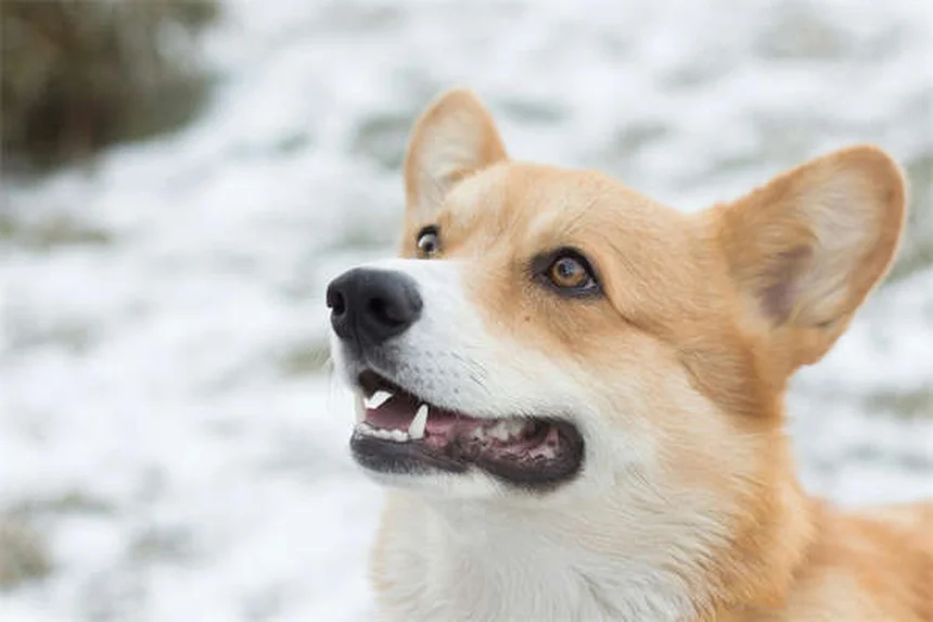 うさぎの鼻炎、慢性化する前に知っておきたい5つのポイント