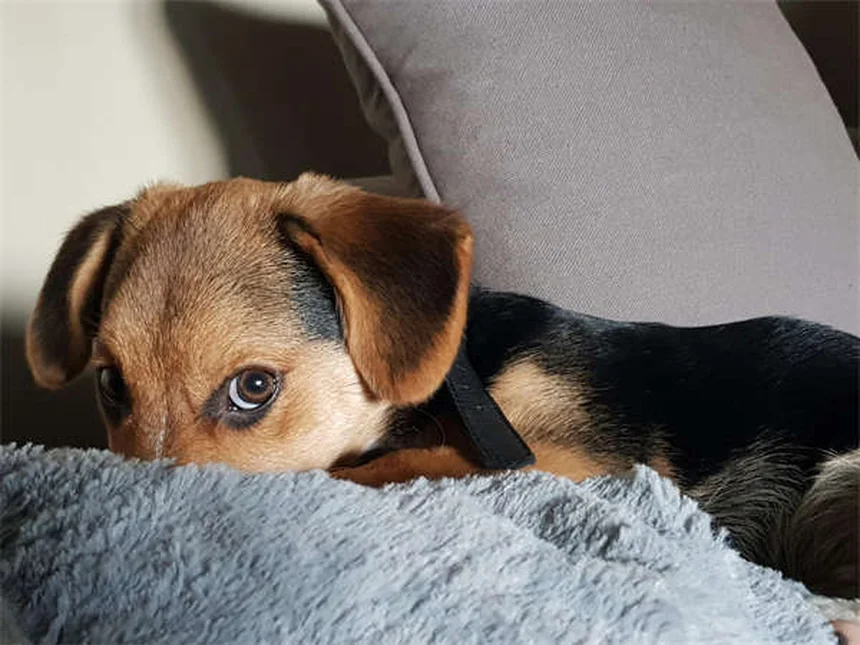 エリスカイ・ポニーは希少種！特徴や飼い方をまるごと解説