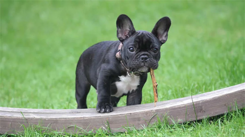 カーディナルフィッシュが初心者に最適な5つの理由と失敗しない飼い方