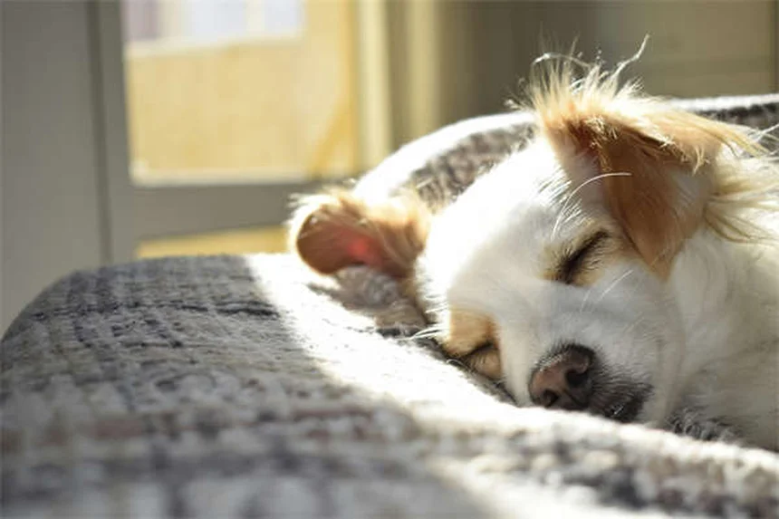 犬の運動不足を見抜く6つのサインとチェックリスト