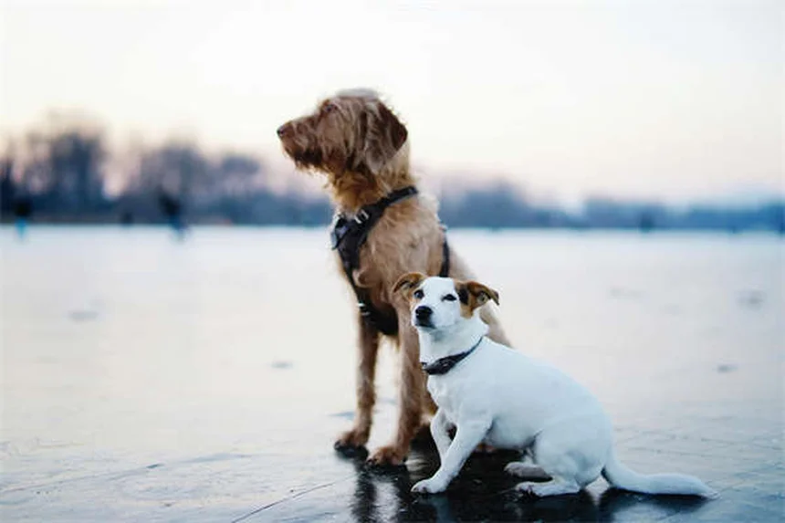 ペプシドの正しい使い方と注意点！犬猫の胃薬でよくある誤解を解説
