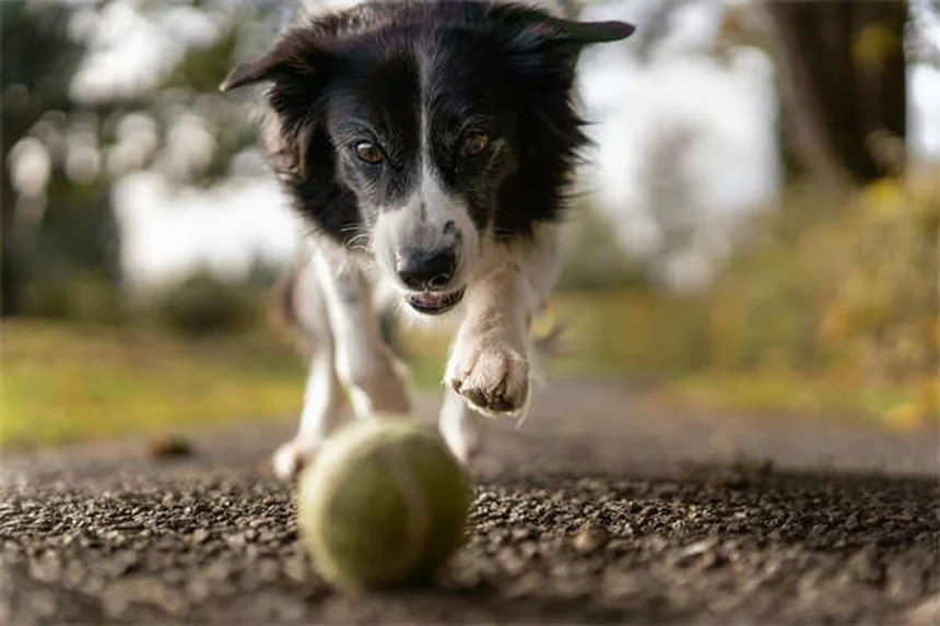ペプシドの正しい使い方と注意点！犬猫の胃薬でよくある誤解を解説