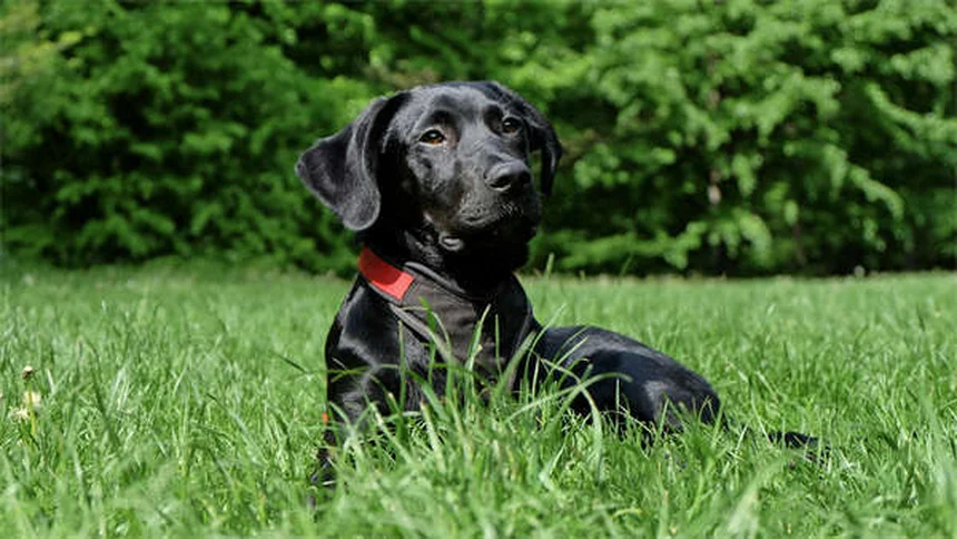 ペプシドの正しい使い方と注意点！犬猫の胃薬でよくある誤解を解説