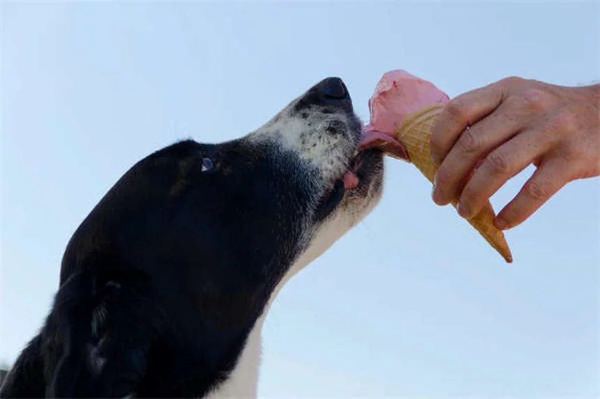 犬の埋没外陰、すべての犬に治療が必要？正しい知識と見極め方