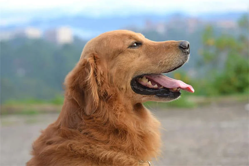 初心者に最適な観賞魚7選！選び方と飼い方のコツを徹底解説