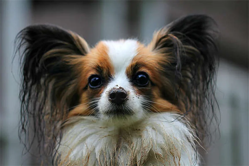 子犬の初夜を乗り切る！経験者が教える7つの対策