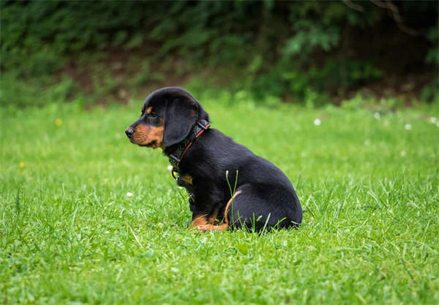 子犬の初夜を乗り切る！経験者が教える7つの対策
