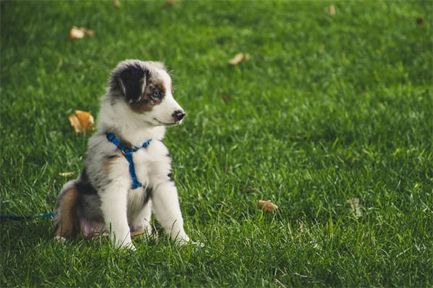 スルファサラジンは犬猫に使う前に知っておくべき副作用とリスク