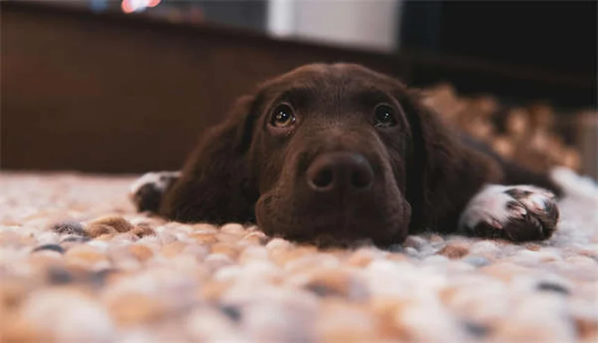 しっぽだけ見てない？犬のボディランゲージの読み方7つのポイント