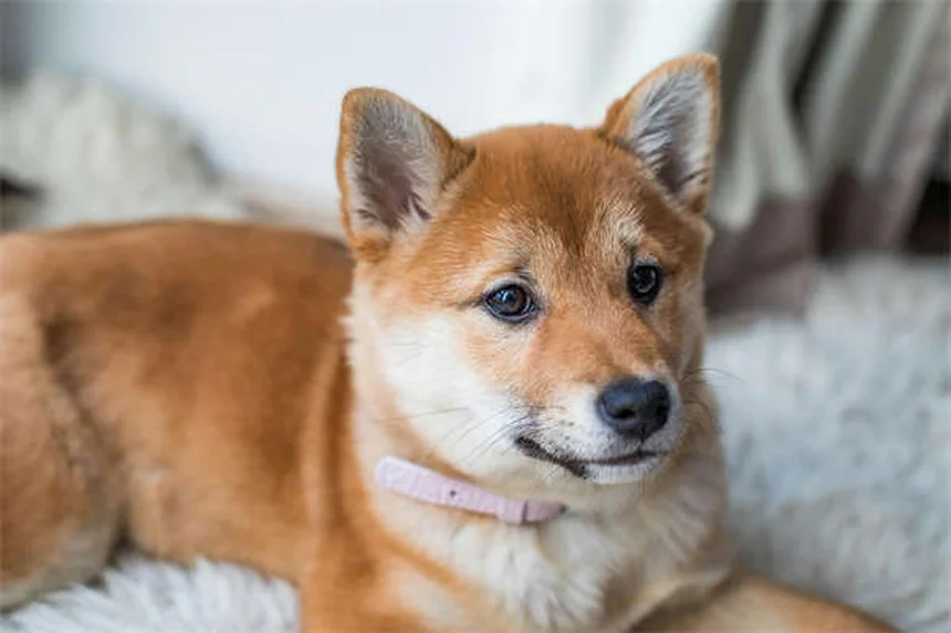 愛犬のベッドに潜む危険な微生物、画像で見る清潔化の極意
