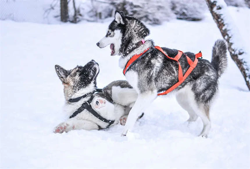犬用フィットネスクラブの選び方。費用と効果を徹底比較