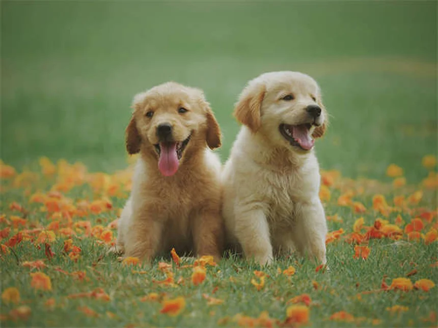 犬の尿失禁の原因と治療法を獣医師が解説
