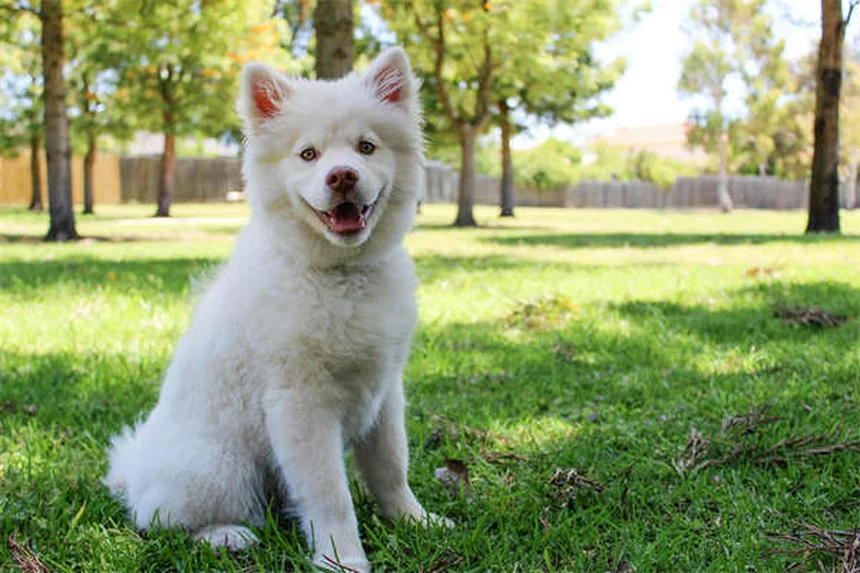 シニア犬の基礎知識まとめ。健康管理と生活の見直し方がわかる