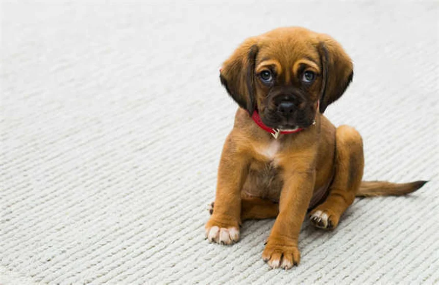 犬のかゆみの原因は？飼い主の体験談から学ぶ正しい対処法