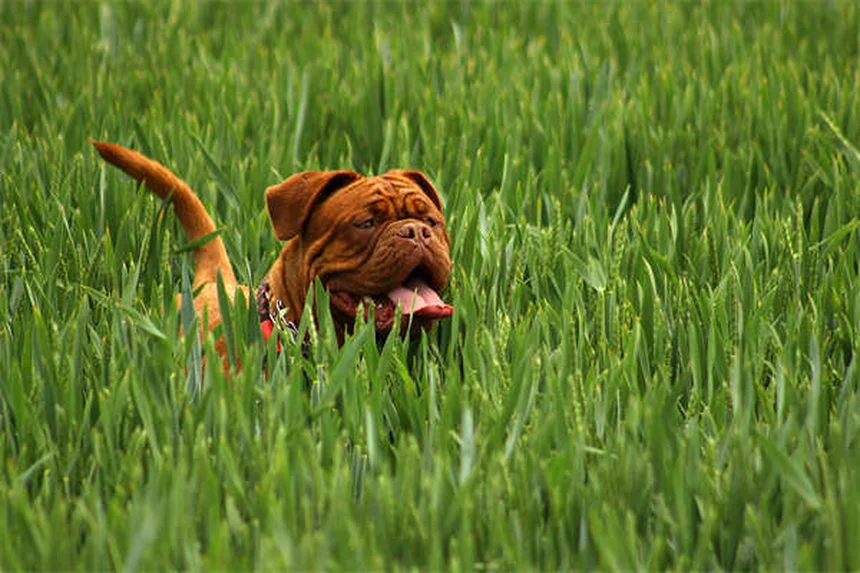 犬の左旋肉碱：効果や副作用を獣医師が解説