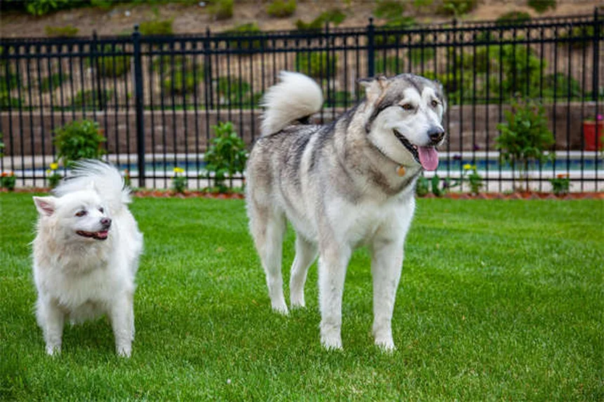 犬の肥満細胞腫にToceranib（パラディア®）が効く？驚きの真実と副作用対策
