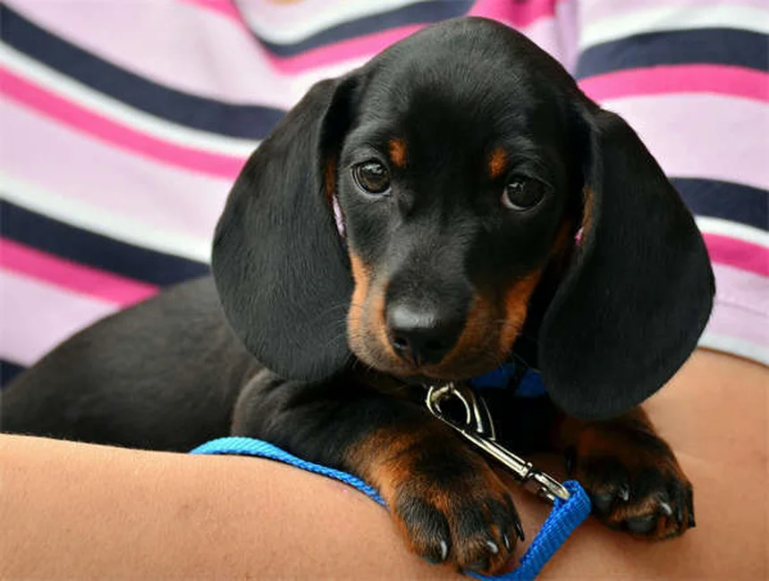 犬の肥満細胞腫にToceranib（パラディア®）が効く？驚きの真実と副作用対策